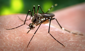 MOSQUITO CONTROL